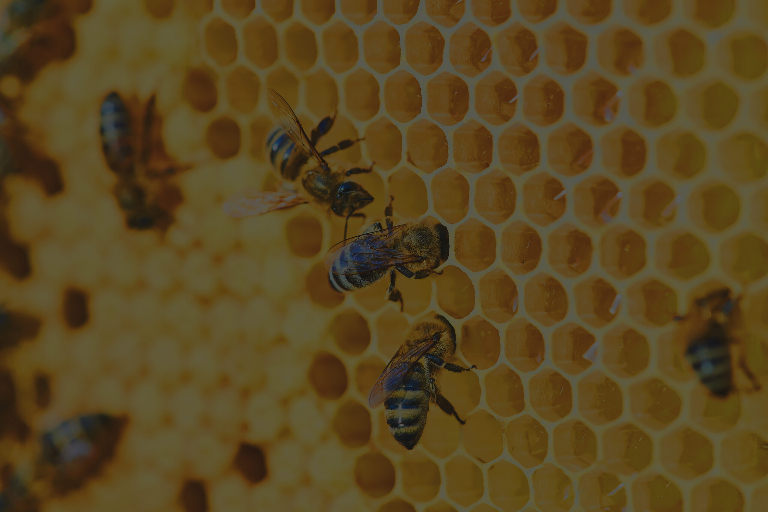 The Beehive Set