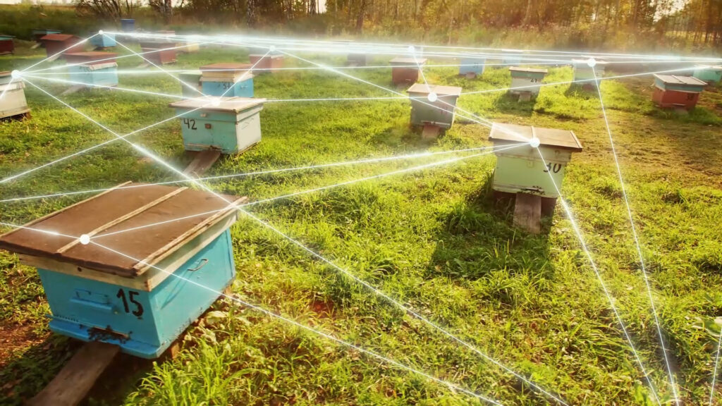 Networked beehives